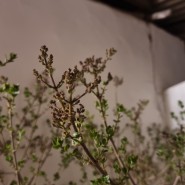 미스김라일락 꽃대