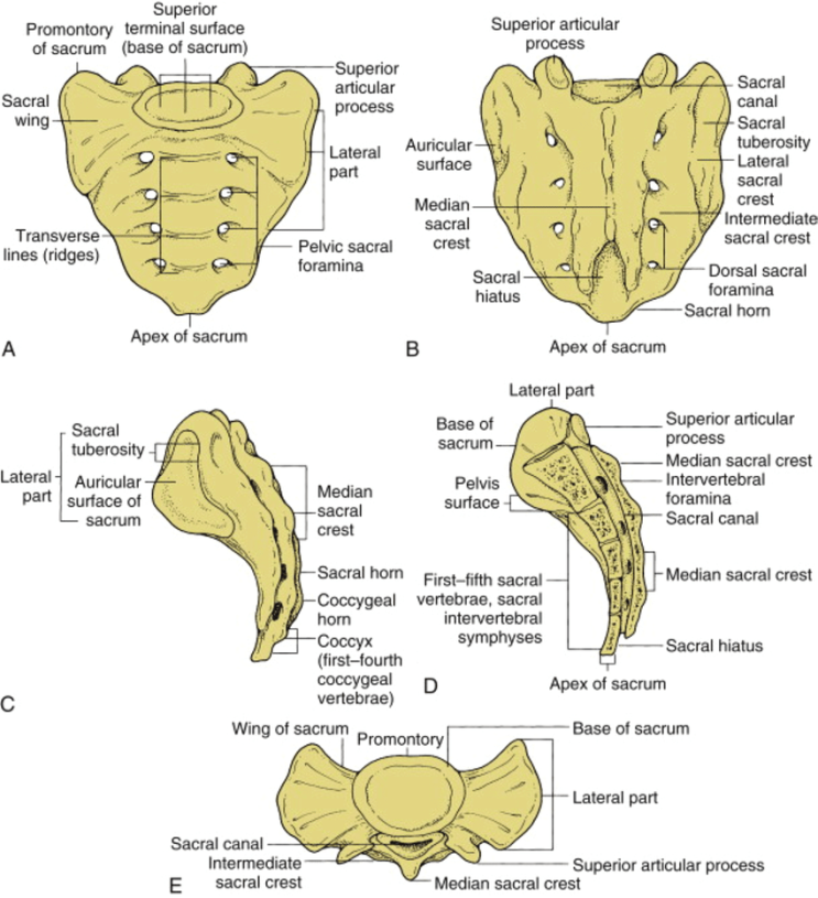 S1 root block (or transforaminal epidural injection) : 네이버 블로그
