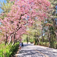 4월포항 겹벚꽃 왕벚꽃 개화 명소 지곡 호텔영일대 호수공원