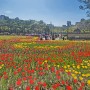 대전 꽃구경 명소 동춘당 공원 주말 나들이
