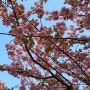 노원 벚꽃명소 5곳 추천 해봄봄