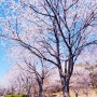 인천 벚꽃 명소 추천!! 드림파크야생화단지에서 꽃길 걸어요☺️