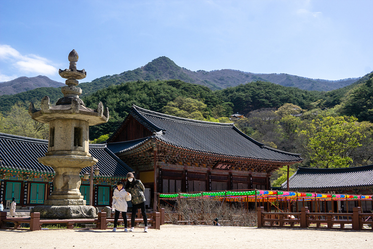 [235] 구례 산수유 공원에서 달구지 번캠 진행 : 네이버 블로그