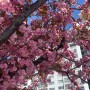 포항 겹벚꽃 명소 :: 줄지어진 핑크벚꽃놀이, 무료 [환호해맞이공원]