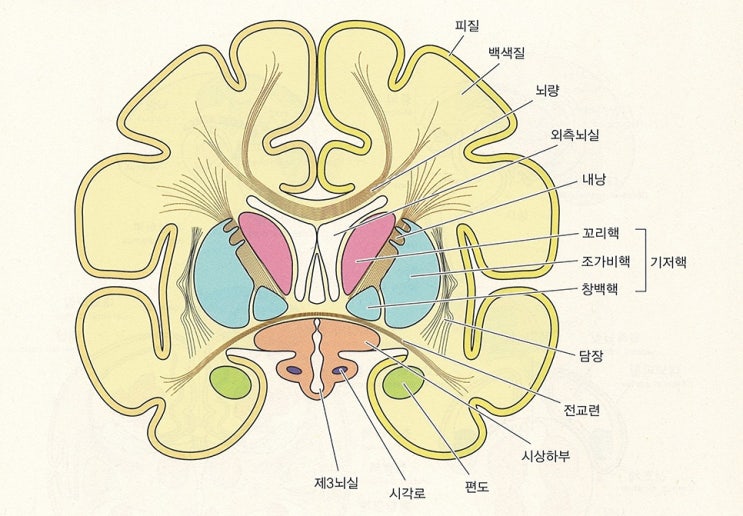 신경계 - 대뇌기저핵, 바닥핵, 기저핵, 대뇌핵, basal ganglia 정리 / 운동학습과 운동조절에 관여하는 뇌 영역 ...