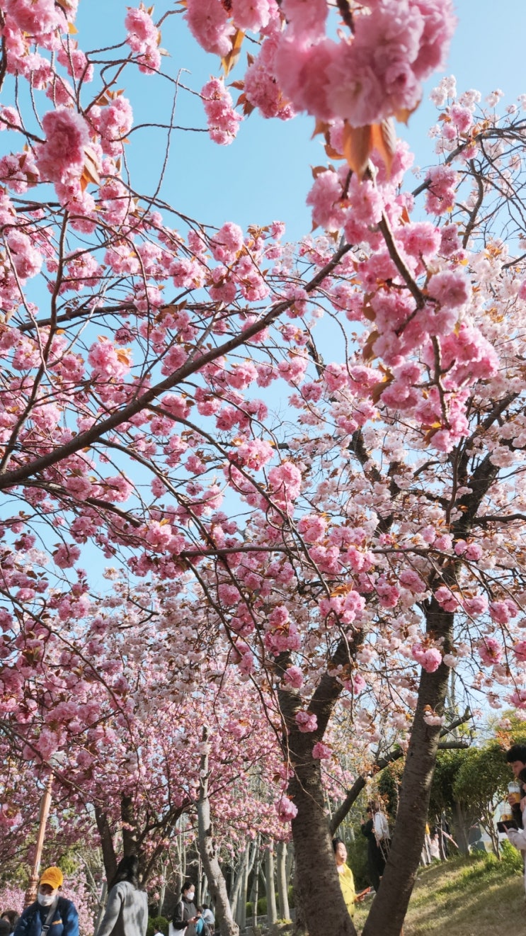 [부산민주공원] 23.04.10기준_ 겹벚꽃 거의 만개했습니다!!...
