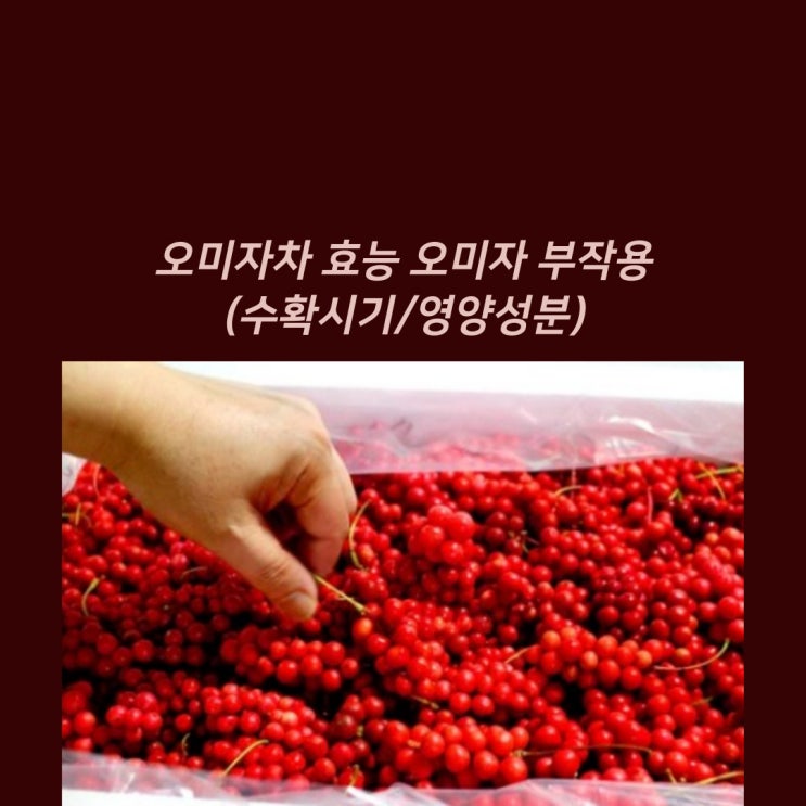 오미자차 효능 오미자 부작용(수확시기/영양성분) : 네이버 블로그 오미자차 효능 오미자 부작용(수확시기/영양성분) : 네이버 블로그