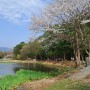 남양주 봉선사의 봄 풍경
