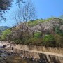 봄꽃들의 향연 관악산 과천 쪽 2023년 마지막 벚꽃