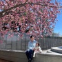 아기랑 부산 겹벚꽃 명소 ‘유엔기념공원’