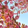 [대구] 우리동네 겹벚꽃 명소 월곡역사공원 (4월 10일 방문)