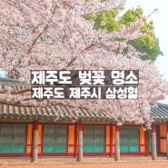 <제주도 제주시> 제주공항에서 가까운 제주도 벚꽃 명소 삼성혈