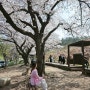 [전주] 봄맞이 벚꽃여행 : 힐링과 여유 맛집탐방까지-!