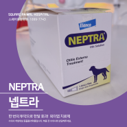 [인천 청라 스퀘어동물병원] 강아지 귓병은 이제 넵트라로 해결! 한번의 투약으로 한달효과 - 외이염 치료제