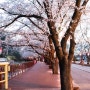 가평벚꽃명소 에덴벚꽃엔딩 드라이브 및 산책으로 즐겨요