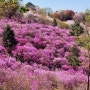 [부천 원미산] 핑크빛 봄을 만나러, 진달래동산