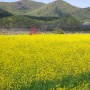 울산 북구 천곡교 산책로에서 만난 유채꽃밭 사진 명소