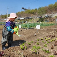 아이와 주말농장, 다이소 방울토마토 씨앗을 심었어요. 다이소 원예용품 추천(유아장갑)