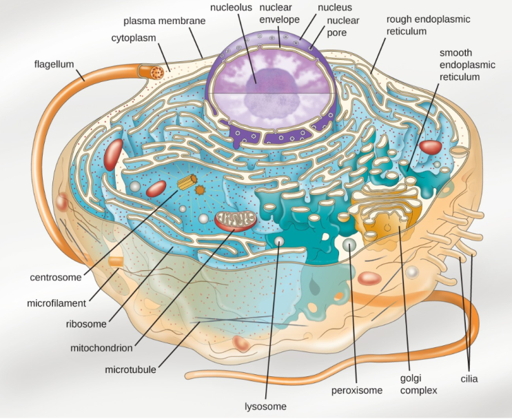 진핵 세포(Eukaryotic Cell)의 고유한 특성과 구조 : 네이버 블로그