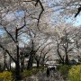 인천자유공원 벚꽃축제 벚꽃산책로