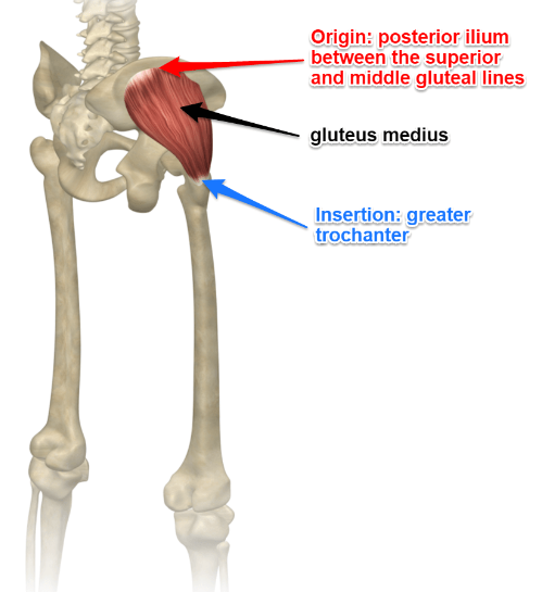 골반이 틀어진 것 같아요 중둔근 Gluteus Medius 네이버 블로그