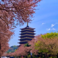 1탄 ) 경주여행 경주가볼만한곳 황룡원 벚꽃 구경