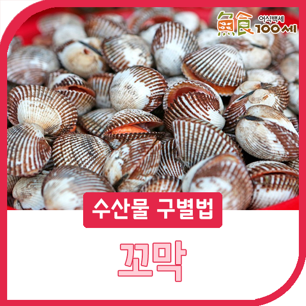 [수산물구별법] 꼬막 종류 :: 참꼬막, 피꼬막, 새꼬막이 다 다른 꼬막?! : 네이버 블로그