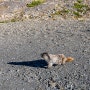 밴쿠버, 옐로나이프, 캐나다 로키 자유여행 44: 카벨초원(Cavell Meadow)에서 만난 마못(Marmot)과 다람쥐 (190903, 화, 재스퍼)