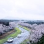 [7년 전 오늘] 제주여행 드라이브길 녹산로 벚꽃과 유채꽃축제