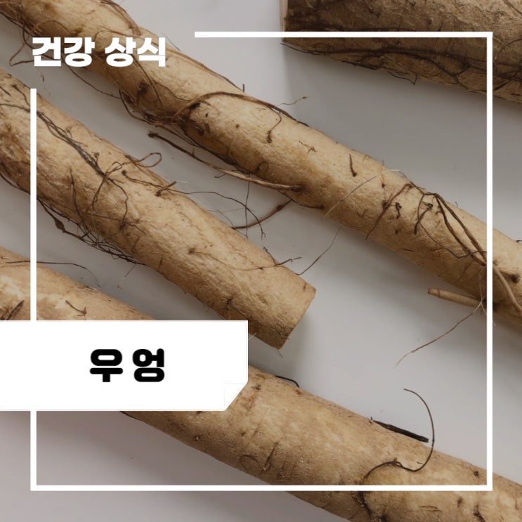 우엉차와 우엉의 효능 5가지, 부작용, 카페인, 우엉차 만들기 : 네이버 블로그