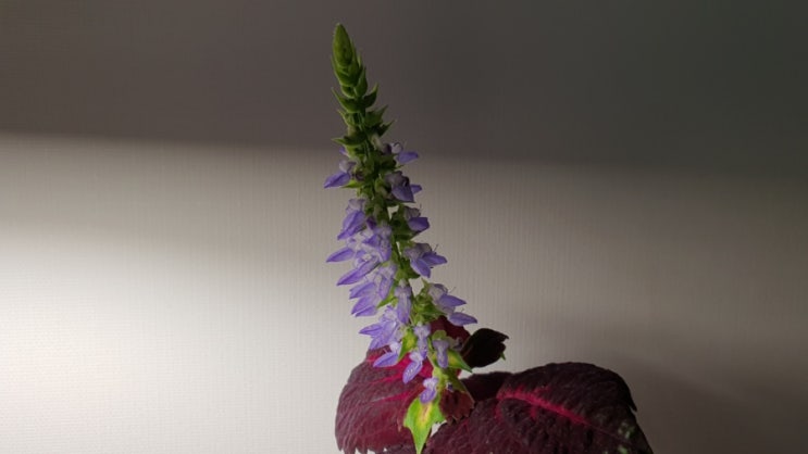 사진으로 보는 콜레우스 꽃의 성장 How to Grow Coleus Flower : 네이버 블로그