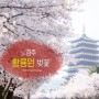 [경주] 황룡원 벚꽃 / 2023
