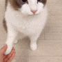 우리집 고양이 환장하게 좋아하는 [퓨어메라] 고양이헤어볼영양제 후기 🐈💛
