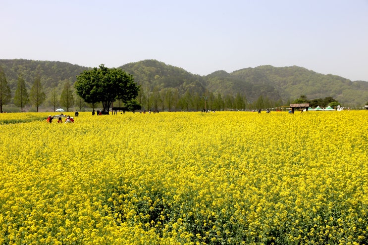 남지 유채꽃 축제길과 남지개비리길 걷기(1)