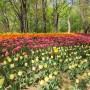 서울숲 튤립 이번주가 절정 4월 12일 모습