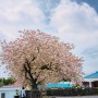 4월 제주도 겹벚꽃 회수동3거리 구경가기