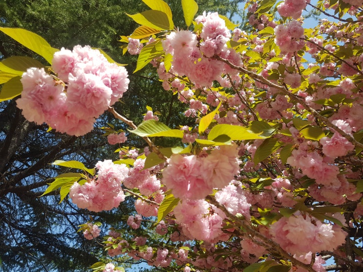 창원시 어린이 교통공원 & 겹벚꽃