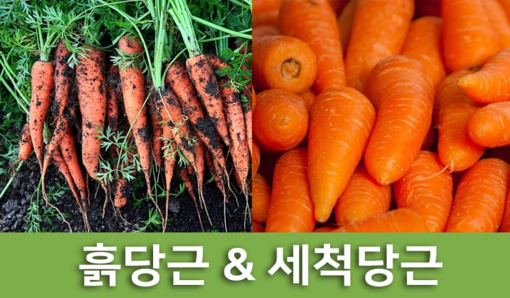 세척당근 살까? 흙당근 살까? / 당근효능/당근요리법 : 네이버 블로그