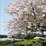 4월 중순 말 제주 날씨 겹벚꽃 개화시기, 겹벚꽃 명소