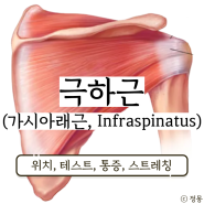 극상근 극하근 극하근 통증 위치 테스트 스트레칭 가시아래근(Infraspinatus)