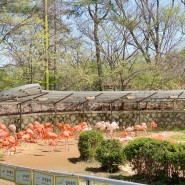 23년 4월 | 서울대공원 동물원 다녀오다