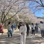[인천벚꽃명소] 유진이 집 앞 인천대공원 벚꽃 축제 다녀오기