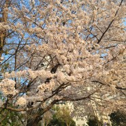 광교호수공원 벚꽃트래킹