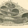 와우 달팽이관 코르티 기관