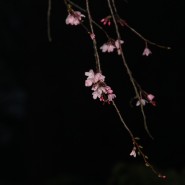 봄의 시, 벚꽃이 잃어버린 자유