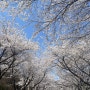 벚꽃나들이 : 제천 청풍호, 단양 구경시장, 단양 슈르르까펜션