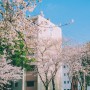 [진주의 봄] 벚꽃 나무들이 예쁜 아름다운 도시 사진들 니콘&후지필름 진주 사진여행