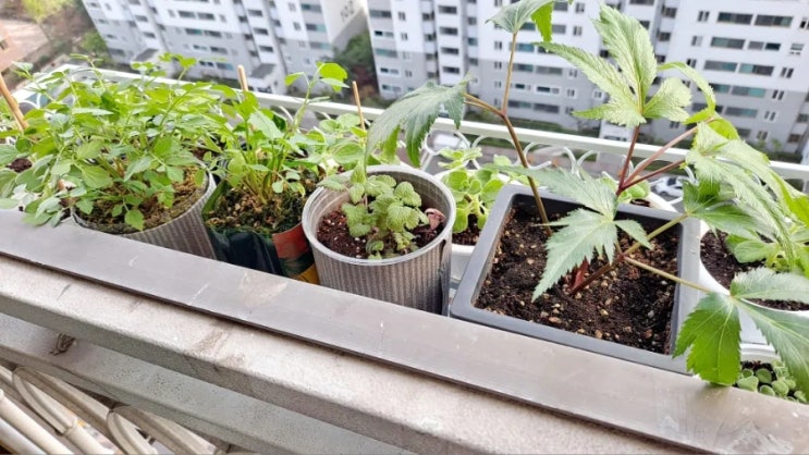 베란다 화분걸이대 오디가 ODIGA : 네이버 블로그