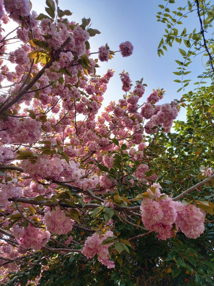 부산민주공원 겹벚꽃