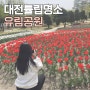 대전 유림공원 튤립 명소 꽃구경 주차장 실시간 개화상황